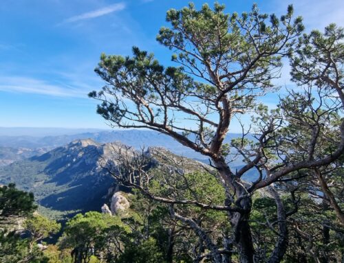 5 alimentos indispensables para llevarte de ruta por la montaña